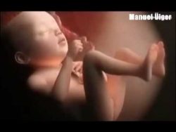 9 Monate Entwicklung eines Menschens 9 monate entwicklung eines mensc