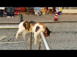 a cute and funny cat sleeping vi
