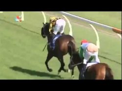 Ablenkung beim Pferde Rennen ablenkung beim pferde rennen