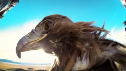 Adler mit GoPro auf dem Rücken fliegt durch die Luft adler mit gopro auf dem ruecken