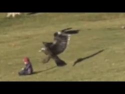 adlerattacke auf baby steinadler