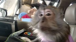 Affe fährt durch eine Waschanlage affe faehrt durch eine waschanla