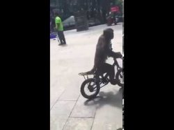 Affe fährt einen Bus affe faehrt einen bus