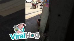 affe klaut milch aus einem kuehl