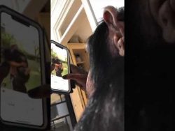 Affe spielt mit dem Handy affe spielt mit dem handy