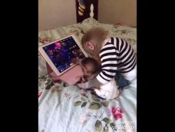 Affe spielt mit dem Iphone & Ipad affe spielt mit dem iphone ipad