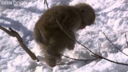 affe spielt mit schneeball