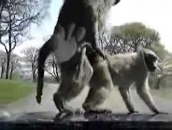 affen haben spass auf dem auto