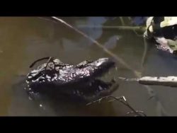 alligator bekommt brille verpass