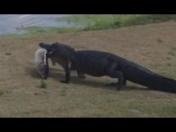 alligator schleppt seine beute u
