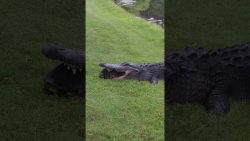 alligator versucht schildkroete