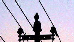 amsel der morgendliche nervtoete