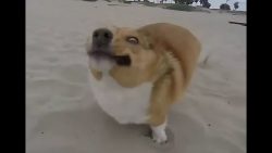 auch hunde schaffen nicht alles