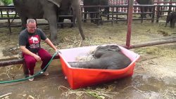 baby elefant geht baden im zoo