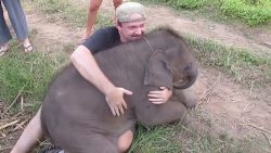 baby elefant will nur kuscheln k