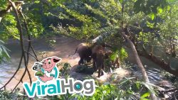 baby elefant wird aus erdloch ge