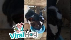 baby kuh taucht kopf in milch un