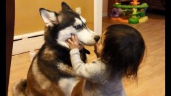 baby liebt siberian husky hund