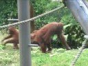 baby orangutan will doch nur spi