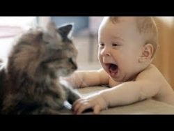 babys und katzen sind ein gutes
