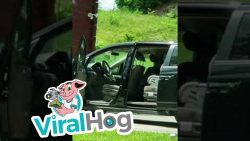 baer als einbrecher in ein auto