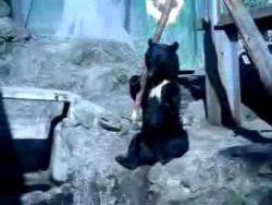 baer hat viel zeit und spass dab