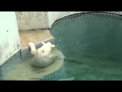 baer spielt mit wasserschlauch