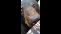 Bär und Mann Face to Face baer und mann face to face