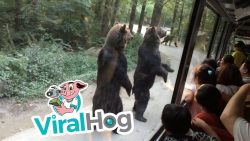 baeren stehen vor touristen