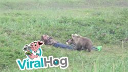 Bärenjunges weckt zwei schlafende Männer auf baerenjunges weckt zwei schlafen