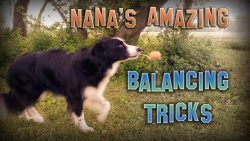 balancierender hund