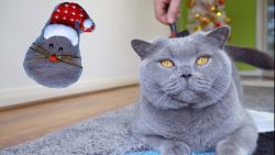 basteln mit katzenhaaren