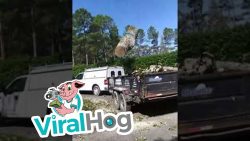 baum faellen und entsorgen wie e