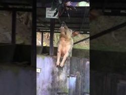 Besoffenes Schwein erhält Hausverbot in Londoner Pub besoffenes schwein erhaelt hausv