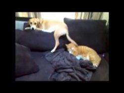 besten clips mit tieren