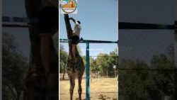 betrunkener mann reitet giraffe