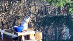 betrunkenes eichhoernchen beim f