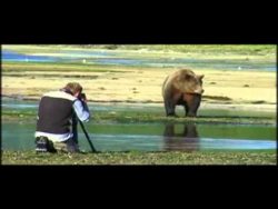 braunbaer schaut einem fotografe