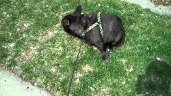 Bulldogge erschreckt sich vor seinen Fürzen bulldogge erschreckt sich vor se