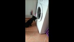 bulldogge schaut in waschmaschie