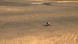 bus verfehlt taube knapp auf der