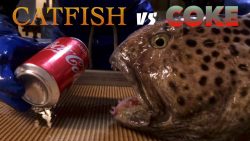 catfish vs coke vorsichtig sein
