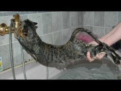 cats just dont want to bathe fun