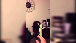 chamaeleon faengt seifenblasen