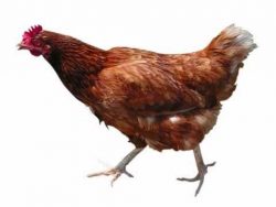 chicken song 10 stunden lang