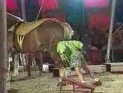 clown landet im pferde arsch