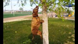 da haengt ja mein stoeckchen am