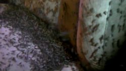 Da sind ein paar Mücken im Auto da sind ein paar muecken im auto