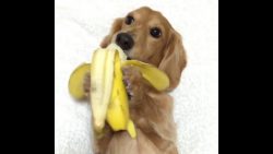 dackel isst banane