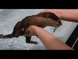 das erste bad fuer einen otter